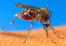 Virus Zika Virus Zika