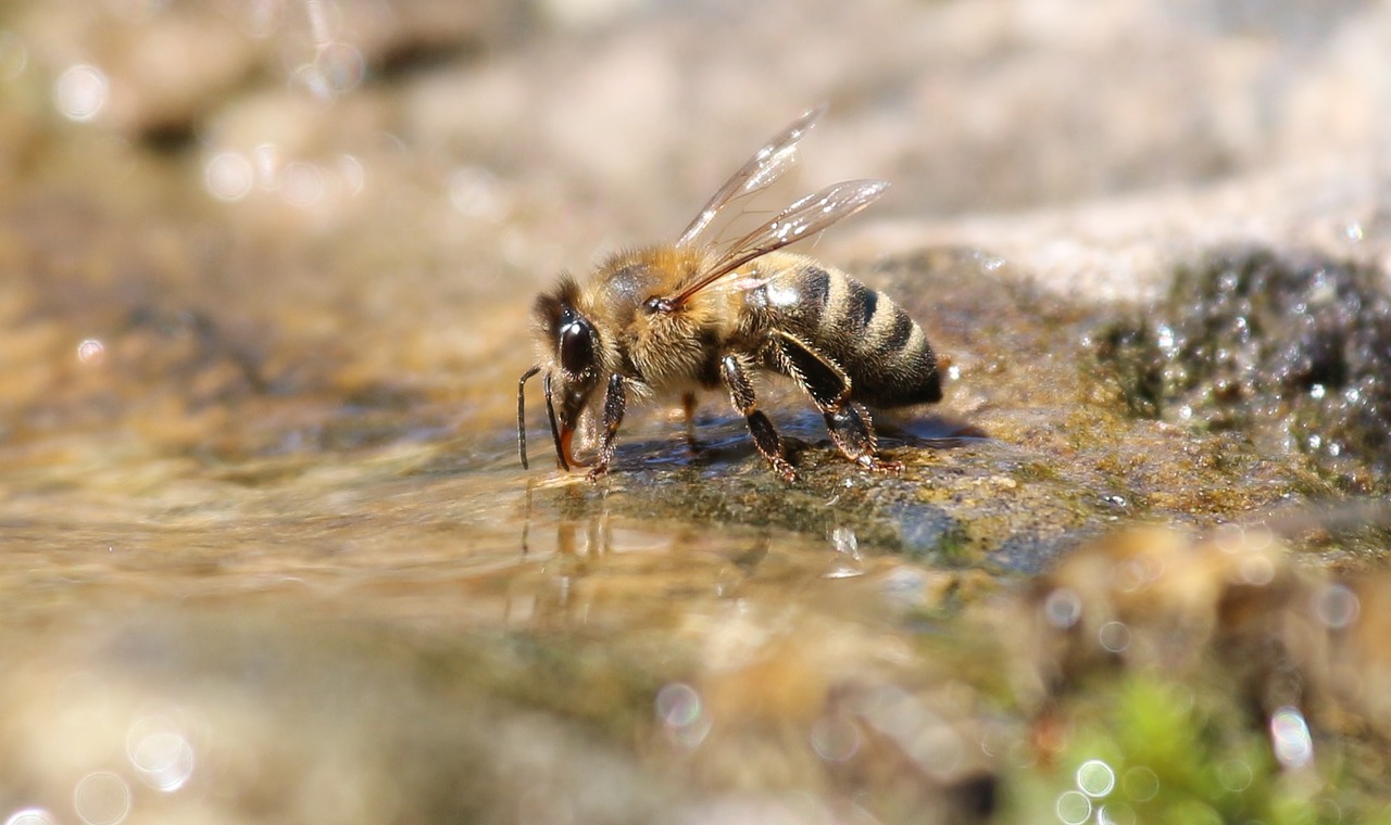  Picadas ou dentadas de insectos