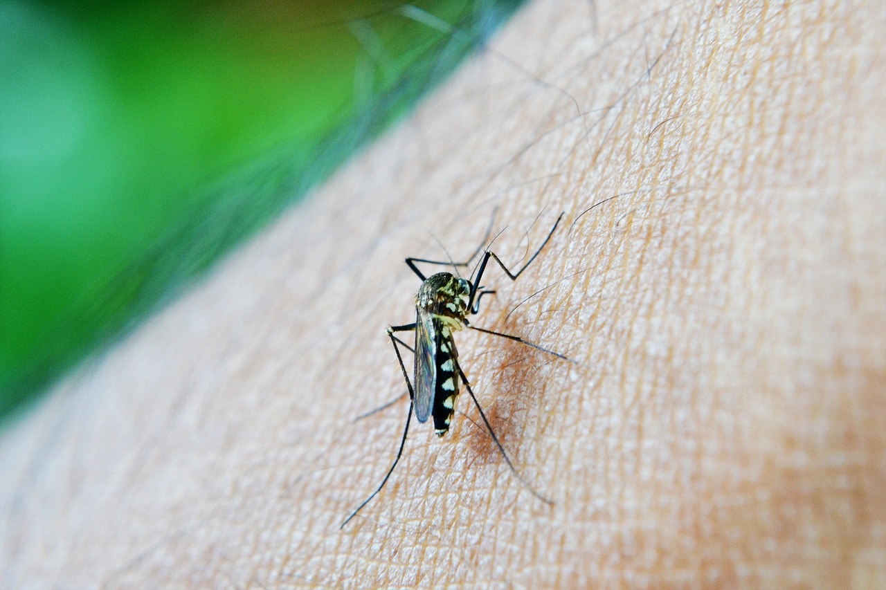 Bidaiatu. Malaria eta paludismoa