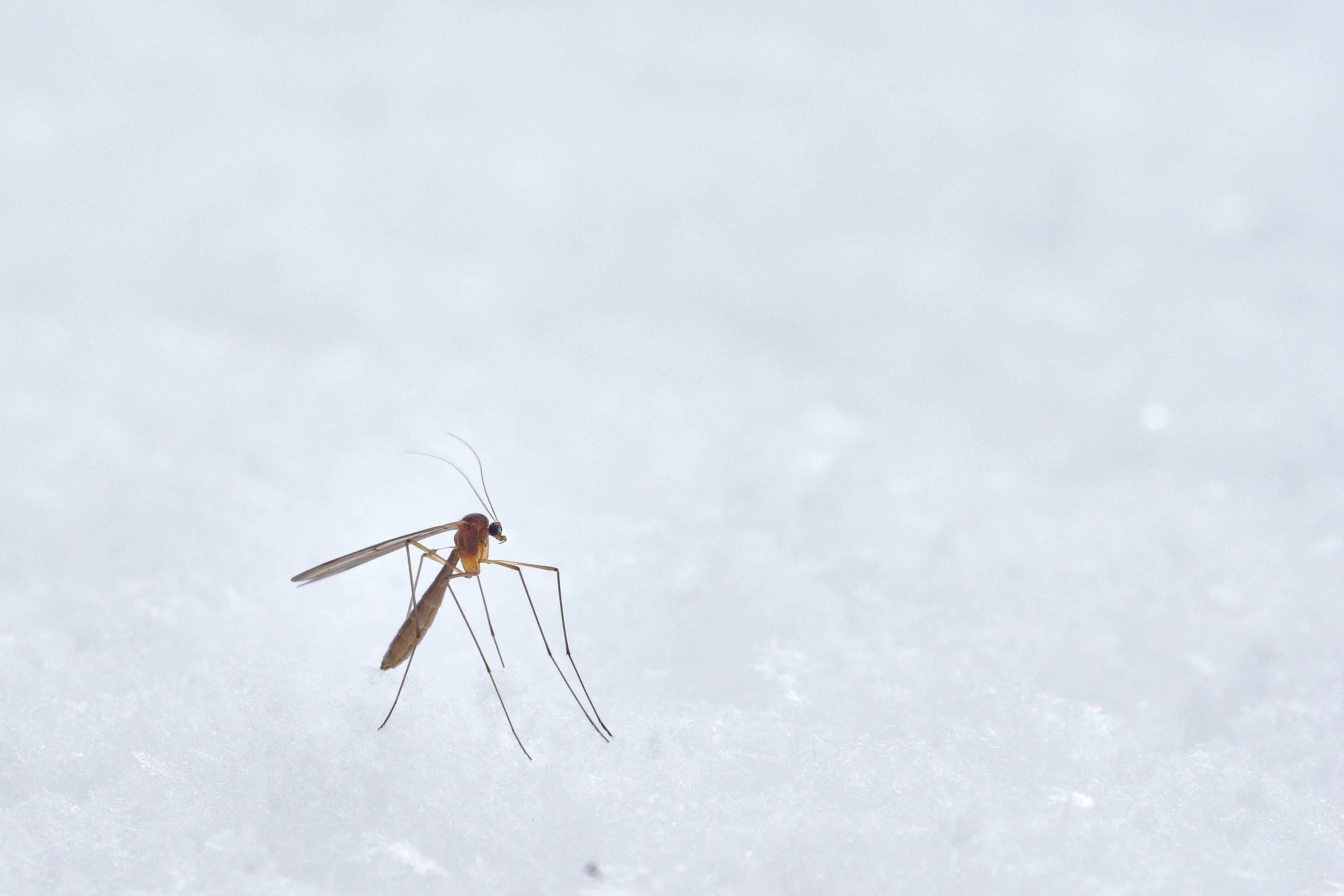 Las picaduras o mordeduras de insectos